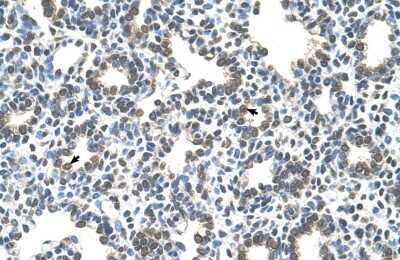 Immunohistochemistry SLC43A3 Antibody - BSA Free