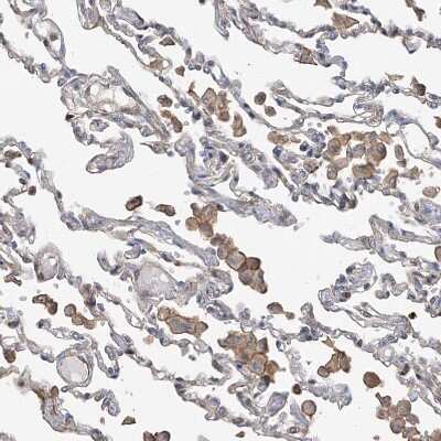 Immunohistochemistry-Paraffin SLC43A3 Antibody