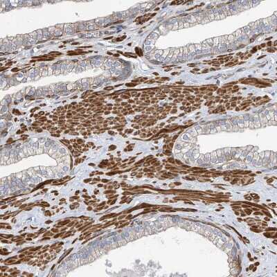 Immunohistochemistry-Paraffin SLC43A3 Antibody