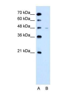 Western Blot SLC43A3 Antibody - BSA Free