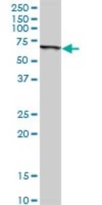 Western Blot: SLC45A2 Antibody [H00051151-D01P] - Analysis of SLC45A2 expression in HeLa.