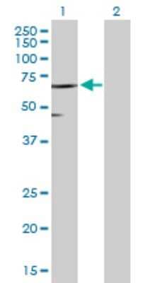 Western Blot: SLC45A2 Antibody [H00051151-D01P] - Analysis of SLC45A2 expression in transfected 293T cell line by SLC45A2 polyclonal antibody.Lane 1: SLC45A2 transfected lysate(51.20 KDa).Lane 2: Non-transfected lysate.