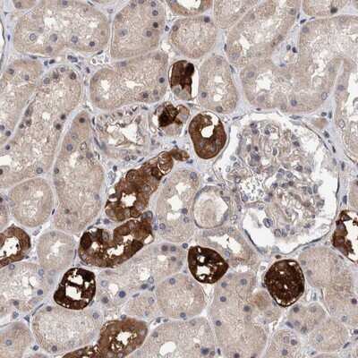 Immunohistochemistry-Paraffin SLC45A4 Antibody - BSA Free