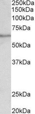 Western Blot: SLC47A2 Antibody [NBP1-97761] - (0.1ug/ml) staining of Human Testis lysate (35ug protein in RIPA buffer). Primary incubation was 1 hour. Detected by chemiluminescence.