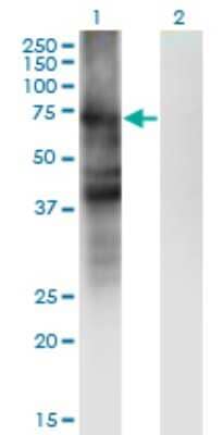 Western Blot: SLC4A4 Antibody (1G2) [H00008671-M01] - Analysis of SLC4A4 expression in transfected 293T cell line by SLC4A4 monoclonal antibody (M01), clone 1G2.Lane 1: SLC4A4 transfected lysate (Predicted MW: 72 KDa).Lane 2: Non-transfected lysate.