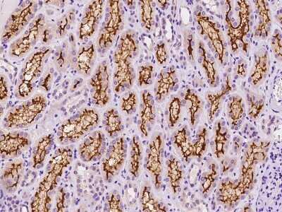 Immunohistochemistry-Paraffin: SLC5A12 Antibody [NBP2-97670] - Immunochemical staining of human SLC5A12 in human kidney with rabbit polyclonal antibody at 1:100 dilution, formalin-fixed paraffin embedded sections.
