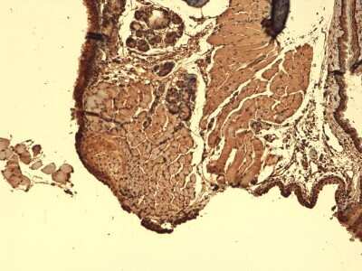 Immunohistochemistry: SLC5A5/Sodium Iodide Symporter Antibody (14F) [NBP2-59341] - Immunohistochemistry analysis using Mouse Anti-SLC5A5/Sodium Iodide Symporter Monoclonal Antibody, Clone 14F (NBP2-59341). Tissue: Thyroid. Species: Mouse. Fixation: 10% Formalin Solution for 12-24 hours at RT. Primary Antibody: Mouse Anti-SLC5A5/Sodium Iodide Symporter Monoclonal Antibody (NBP2-59341) at 1:1000 for 1 hour at RT. Secondary Antibody: HRP/DAB Detection System: Biotinylated Goat Anti-Mouse, Streptavidin Peroxidase, DAB Chromogen (brown) for 30 minutes at RT. Counterstain: Mayer Hematoxylin (purple/blue) nuclear stain at 250-500 l for 5 minutes at RT.