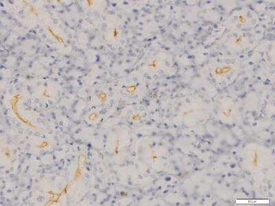 <b>Orthogonal Strategies Validation. </b>Immunohistochemistry-Paraffin: SLC5A5/Sodium Iodide Symporter Antibody [NBP2-33547] - Staining in rat salivary gland. Image from a verified customer review.  