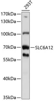 Western Blot: SLC6A12 Antibody [NBP3-05085] - Analysis of extracts of 293T cells, using SLC6A12 antibody at 1:1000 dilution. Secondary antibody: HRP Goat Anti-Rabbit IgG (H+L) at 1:10000 dilution. Lysates/proteins: 25ug per lane. Blocking buffer: 3% nonfat dry milk in TBST. Detection: ECL Basic Kit .