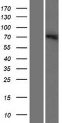 Western Blot: SLC6A12 Overexpression Lysate (Adult Normal) [NBP2-08044] Left-Empty vector transfected control cell lysate (HEK293 cell lysate); Right -Over-expression Lysate for SLC6A12.