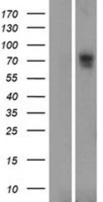 Western Blot: SLC6A16 Overexpression Lysate (Adult Normal) [NBP2-07387] Left-Empty vector transfected control cell lysate (HEK293 cell lysate); Right -Over-expression Lysate for SLC6A16.