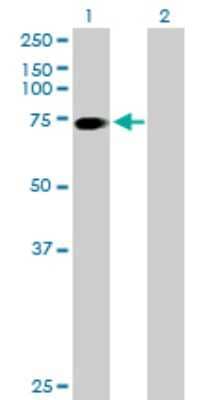 Western Blot: SLC6A17 Antibody [H00388662-B01P] - Analysis of SLC6A17 expression in transfected 293T cell line by SLC6A17 polyclonal antibody.  Lane 1: SLC6A17 transfected lysate(81.00 KDa). Lane 2: Non-transfected lysate.