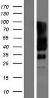 Western Blot: SLC6A17 Overexpression Lysate (Adult Normal) [NBP2-08770] Left-Empty vector transfected control cell lysate (HEK293 cell lysate); Right -Over-expression Lysate for SLC6A17.