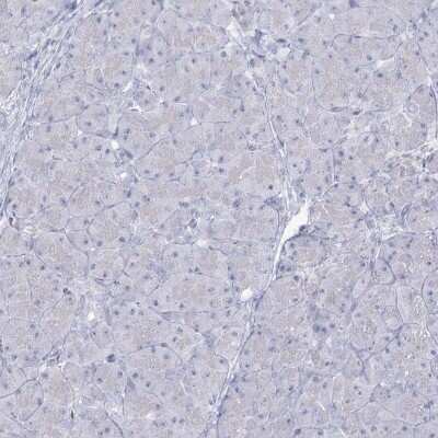 Immunohistochemistry-Paraffin: SLC6A19 Antibody [NBP1-86277] - Staining of human pancreas shows low expression as expected.