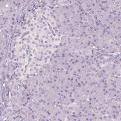 Immunohistochemistry-Paraffin: SLC6A19 Antibody [NBP2-48784] - Staining of human pancreas shows no membranous positivity in exocrine glanular cells as expected.