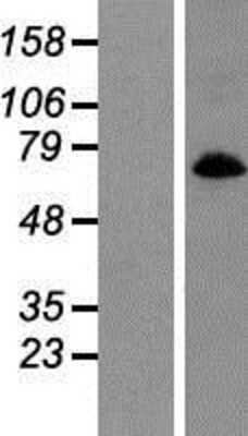 Western Blot: SLC6A9 Overexpression Lysate (Adult Normal) [NBP2-08642] Left-Empty vector transfected control cell lysate (HEK293 cell lysate); Right -Over-expression Lysate for SLC6A9.