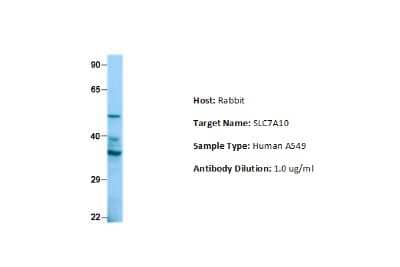 Western Blot SLC7A10 Antibody - BSA Free