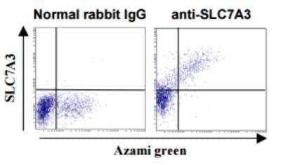Flow Cytometry: SLC7A3 Antibody [NBP1-78911] - Analysis of intracellular SLC7A3 expression on 293T transiently expressing SLC7A3 and Azami green. The staining intensity of NBP1-78911 is shown in the vertical axis with Azami Green fluorescence on the horizontal axis. 