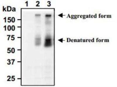 Western Blot: SLC7A3 Antibody [NBP1-78911] - Western blot analysis of SLC7A3 expression in Myc-tagged SLC7A3 transfected 293T (2, 3) and parental cell (1), using NBP1-78911 (1, 2) or anti-Myc-tag antibody (3).