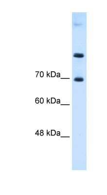 Western Blot: SLC7A4 Antibody [NBP1-59750] - HepG2 cell lysate, concentration 0.125ug/ml.