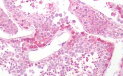 Immunohistochemistry-Paraffin: SLC7A5/LAT1 Antibody - BSA Free [NB110-39037] - Human testis