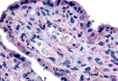 Immunohistochemistry-Paraffin: SLC7A5/LAT1 Antibody - BSA Free [NB110-39038] - Analysis of anti-SLC7A5 antibody with human placenta at concentration 20 ug/ml.