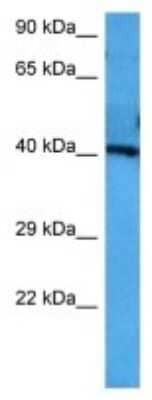 Western Blot: SLC7A5/LAT1 Antibody [NBP3-09988] - Western blot analysis of SLC7A5/LAT1 in Mouse Brain lysates. Antibody dilution at 1.0ug/ml