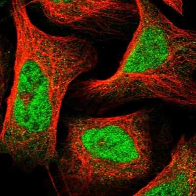 Immunocytochemistry/ Immunofluorescence SLC7A6OS Antibody - BSA Free