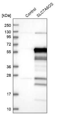 Western Blot SLC7A6OS Antibody - BSA Free