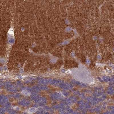 Immunohistochemistry-Paraffin: SLC8A2 Antibody [NBP2-48980] - Staining of human cerebellum.