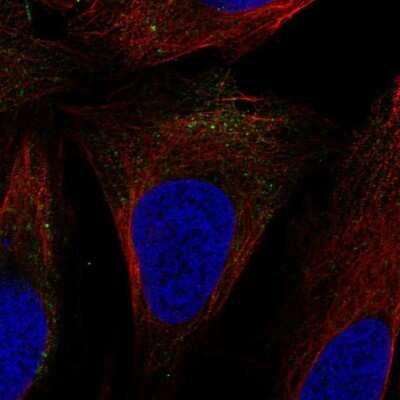 Immunocytochemistry/ Immunofluorescence SLC9A7 Antibody