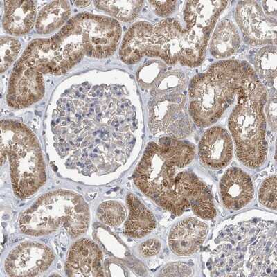 Immunohistochemistry-Paraffin SLC9A7 Antibody