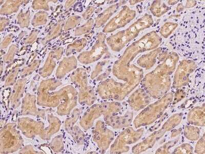 Immunohistochemistry-Paraffin: SLC9A7 Antibody [NBP2-98612] - Immunochemical staining of human SLC9A7 in human kidney with rabbit polyclonal antibody at 1:100 dilution, formalin-fixed paraffin embedded sections.