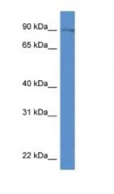 Western Blot SLC9A7 Antibody