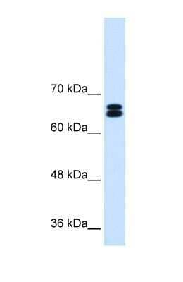 Western Blot SLC9A9 Antibody