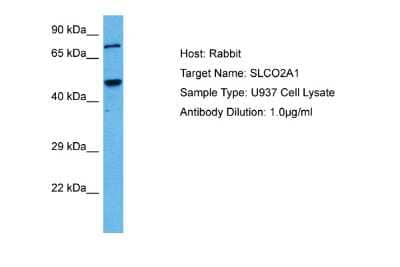 Western Blot: SLCO2A1 Antibody [NBP2-83558] - Host: Rabbit. Target Name: SLCO2A1. Sample Tissue: Human U937 Whole Cell lysates. Antibody Dilution: 1ug/ml