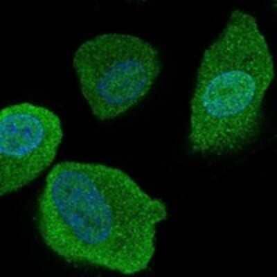 Immunocytochemistry/ Immunofluorescence SLCO4C1 Antibody - BSA Free