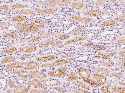 Immunohistochemistry-Paraffin SLCO4C1 Antibody - BSA Free