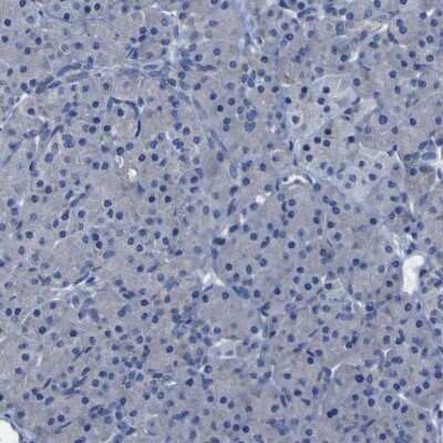 Immunohistochemistry-Paraffin: SLITRK1 Antibody [NBP1-82882] - Staining of human pancreas shows low expression as expected.