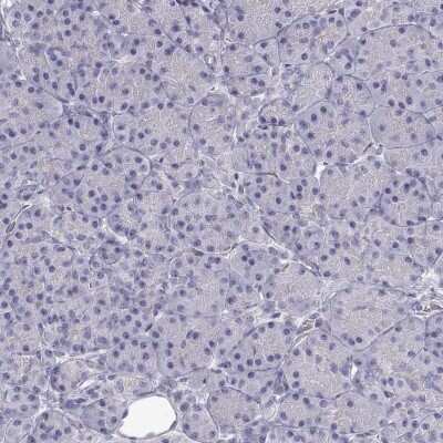 Immunohistochemistry-Paraffin: SLITRK3 Antibody [NBP2-62616] - Staining of human pancreas shows low expression as expected.