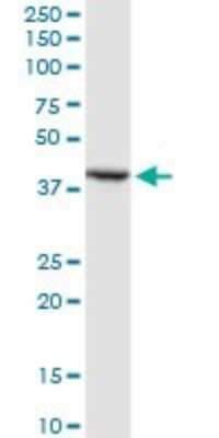 Western Blot: SLP-2 Antibody [H00030968-D01P] - Analysis of STOML2 expression in HepG2.