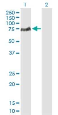 Western Blot: SLP-76/LCP2 Antibody [H00003937-D01P] - Analysis of LCP2 expression in transfected 293T cell line by LCP2 polyclonal antibody.Lane 1: LCP2 transfected lysate(60.20 KDa).Lane 2: Non-transfected lysate.