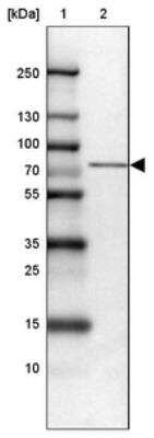 Western Blot: SLP-76/LCP2 Antibody [NBP1-87032] - Lane 1: Marker  [kDa] 250, 130, 100, 70, 55, 35, 25, 15, 10.  Lane 2: HEL