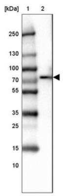 Western Blot: SLP-76/LCP2 Antibody [NBP1-87033] - Lane 1: Marker  [kDa] 250, 130, 100, 70, 55, 35, 25, 15, 10.  Lane 2: HEL