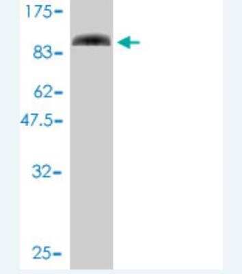 Western Blot: SLU7 Antibody (1D3-4A10) [H00010569-M01] - Detection against Immunogen (90.2 KDa) .