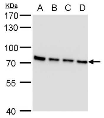 Western Blot: SLU7 Antibody (262) [NBP2-43793] - Analysis of A. 30 ug 293T whole cell lysate/extract B. 30 ug A431 whole cell lysate/extract C. 30 ug HeLa whole cell lysate/extract D. 30 ug HepG2 whole cell lysate/extract 7.5 % SDS-PAGE SLU7 antibody [262] dilution: 1:2000