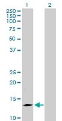 Western Blot: SMA4 Antibody [H00011039-B01P] - Analysis of SMA4 expression in transfected 293T cell line by SMA4 polyclonal antibody.  Lane 1: SMA4 transfected lysate(15.4 KDa). Lane 2: Non-transfected lysate.