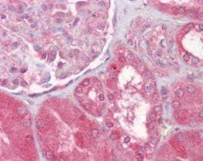 Immunohistochemistry-Paraffin: SMAC/Diablo Antibody [NB100-56391] - Staining of human kidney using this antibody at 5 ug/ml.