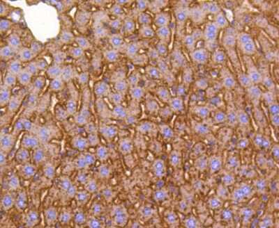 Immunohistochemistry-Paraffin: SMAC/Diablo Antibody (SC67-06) [NBP2-67619] - Analysis of paraffin-embedded mouse overy tissue using anti-DIABLO antibody. Counter stained with hematoxylin.