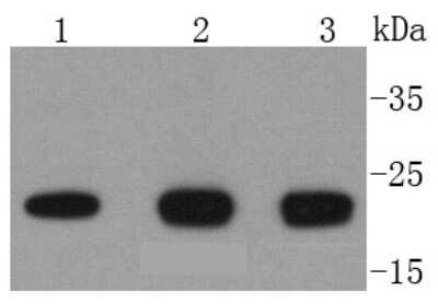 Western Blot: SMAC/Diablo Antibody (SC67-06) [NBP2-67619] - Analysis of DIABLO on different lysates using anti-DIABLO antibody at 1/1,000 dilution. Positive control:  Lane 1: Jurkat  Lane 2: Hela  Lane 3: MCF-7
